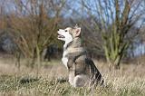 ALASKAN MALAMUTE 862